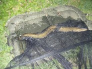 Brooklands Lake - 1lb