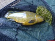 Ford Lake - 7lb 3oz