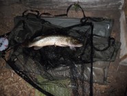 Trout Lake - 7lb 2oz