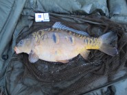 Ford Lake - 16lb