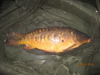 Ford Lake - 14lb