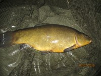 Ford Lake - 7lb 12oz