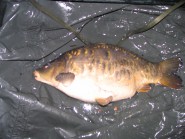 Brooklands Lake - 11lb 4oz