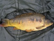 Brooklands Lake - 19lb 4oz